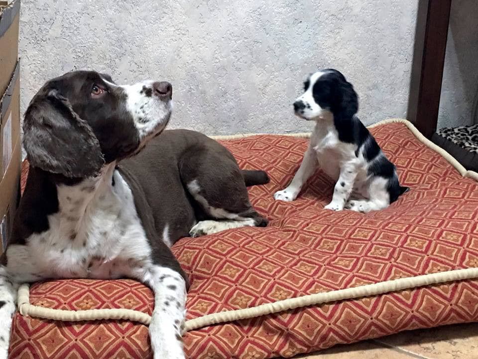 Readers pet photos